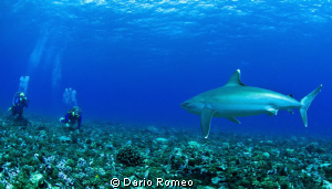" THREATENED "
Rangiroa, Avatoru pass, Angry Silver Shark by Dario Romeo 